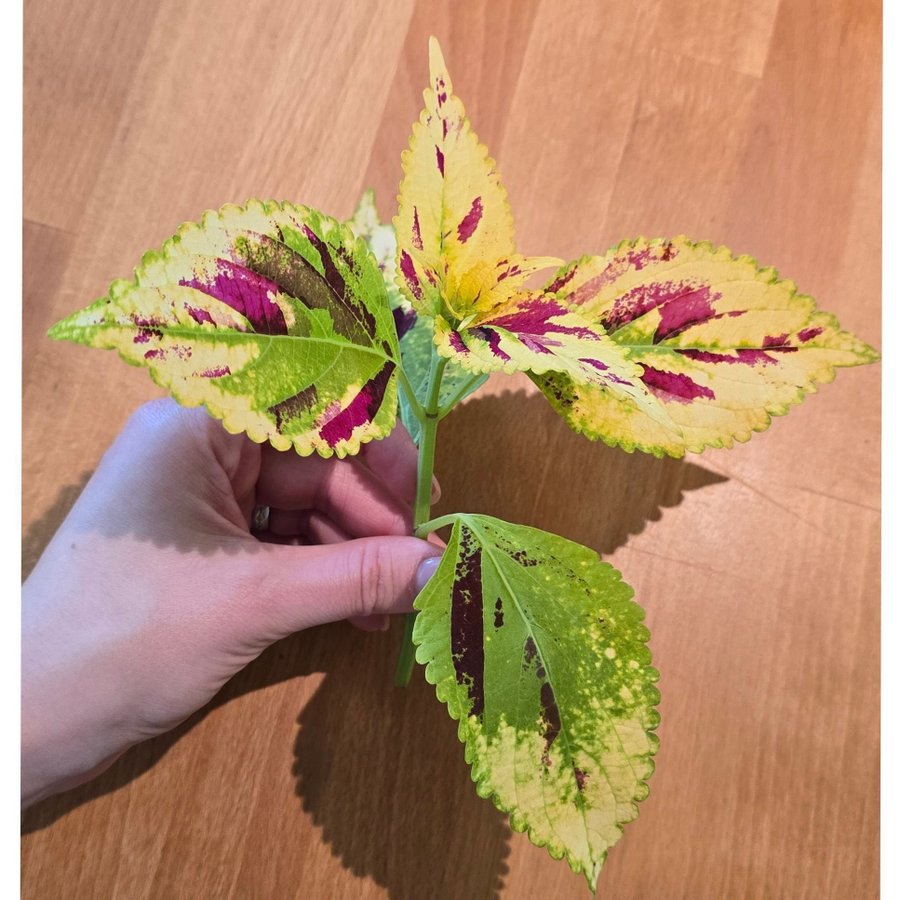 Palettblad Coleus - NN (fröis)