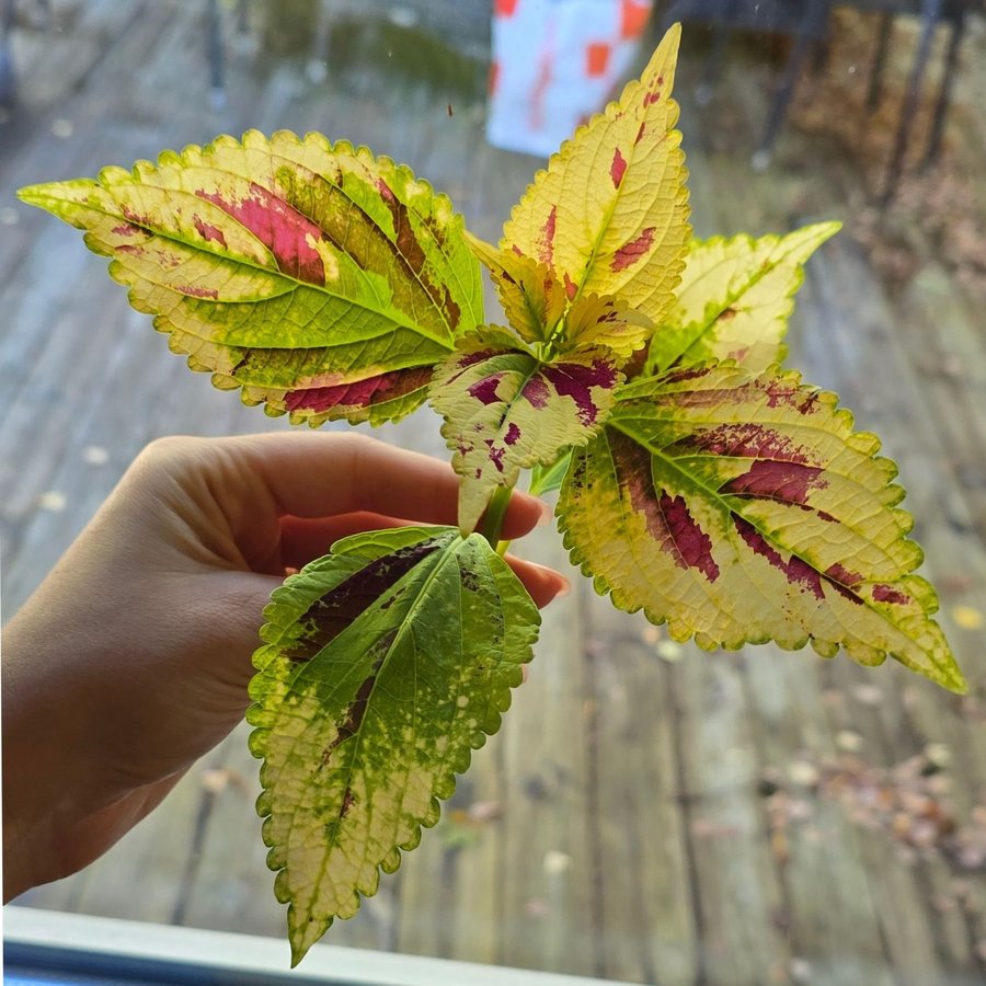 Palettblad Coleus - NN (fröis)