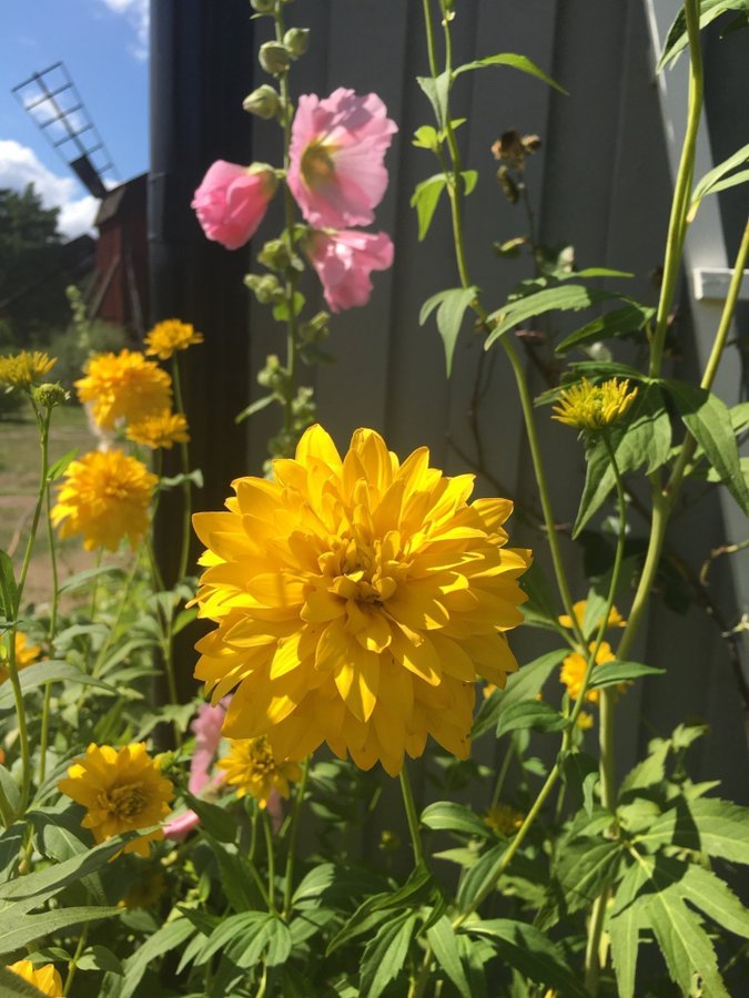 Rudbeckia Lanciniata guld boll 5 st