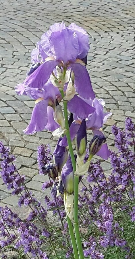 Frön från lila Iris 10 stycken