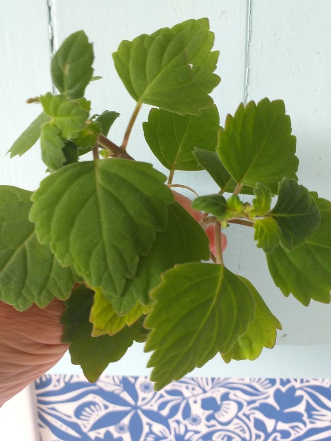 Flaskljus med citrusdoft lila blommor två sticklingar med rötter