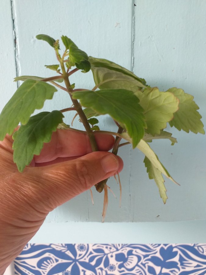 Flaskljus med citrusdoft lila blommor två sticklingar med rötter