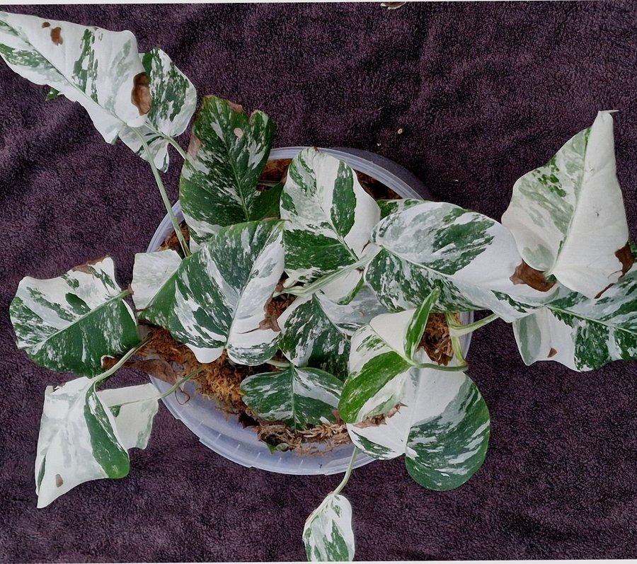 Monstera varigata albo