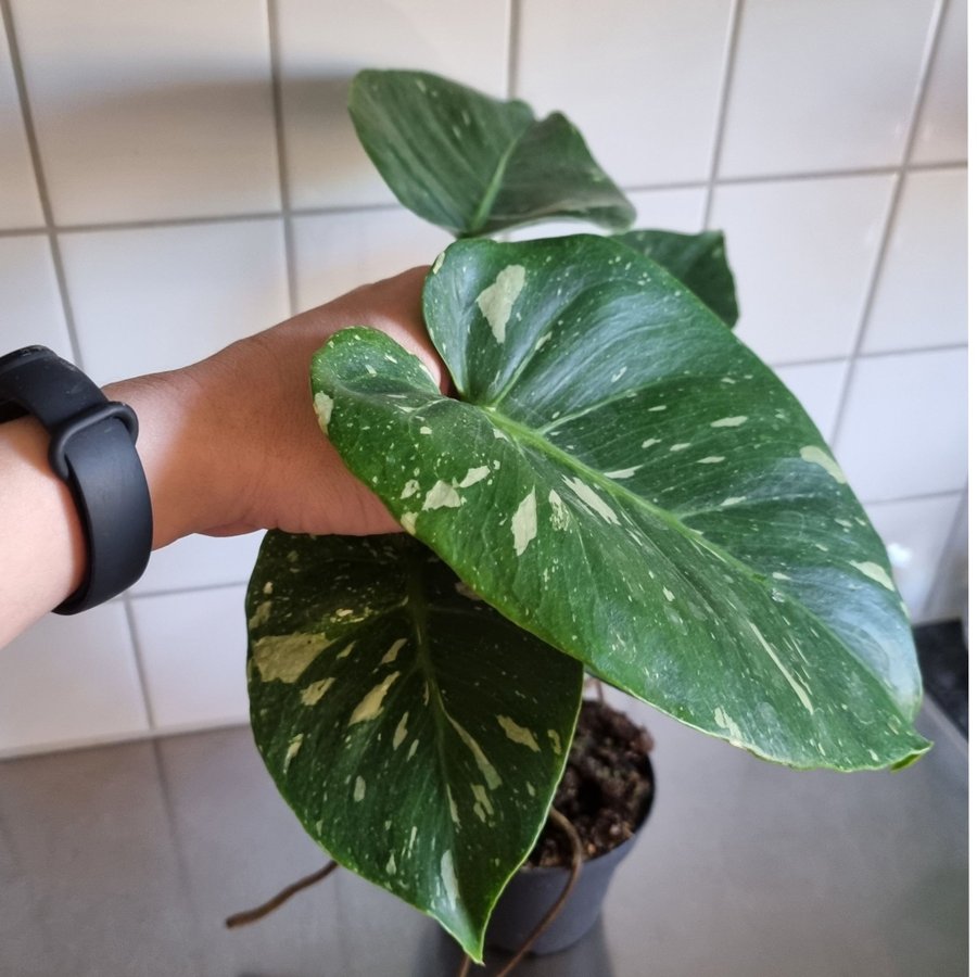 Monstera Thai Constellation planta med superfin vatiegering och många rötter