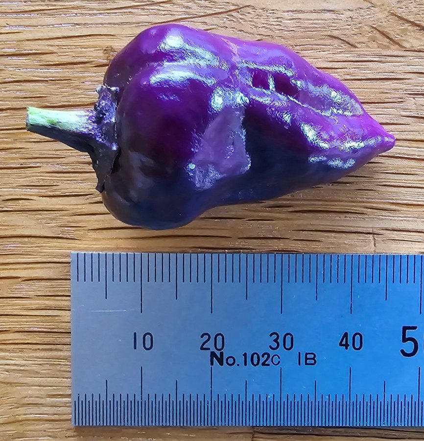 Chili; Purple UFO 10st frön