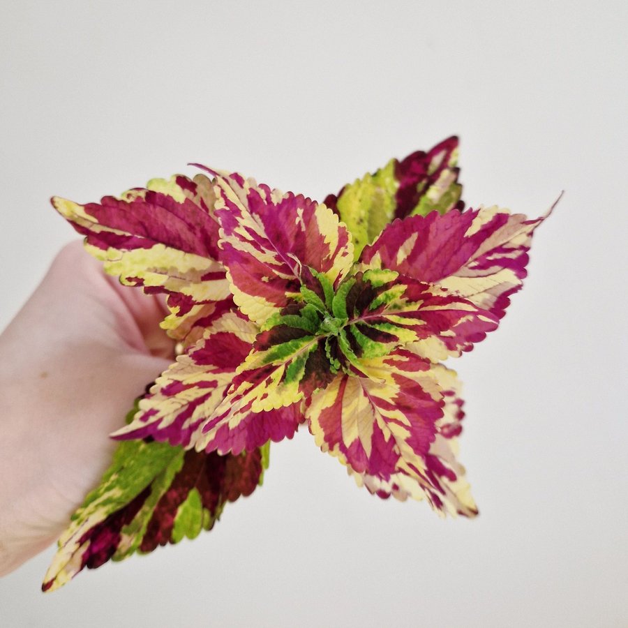 Palettblad/coleus • FINGERPAINT • rotad stickling #1