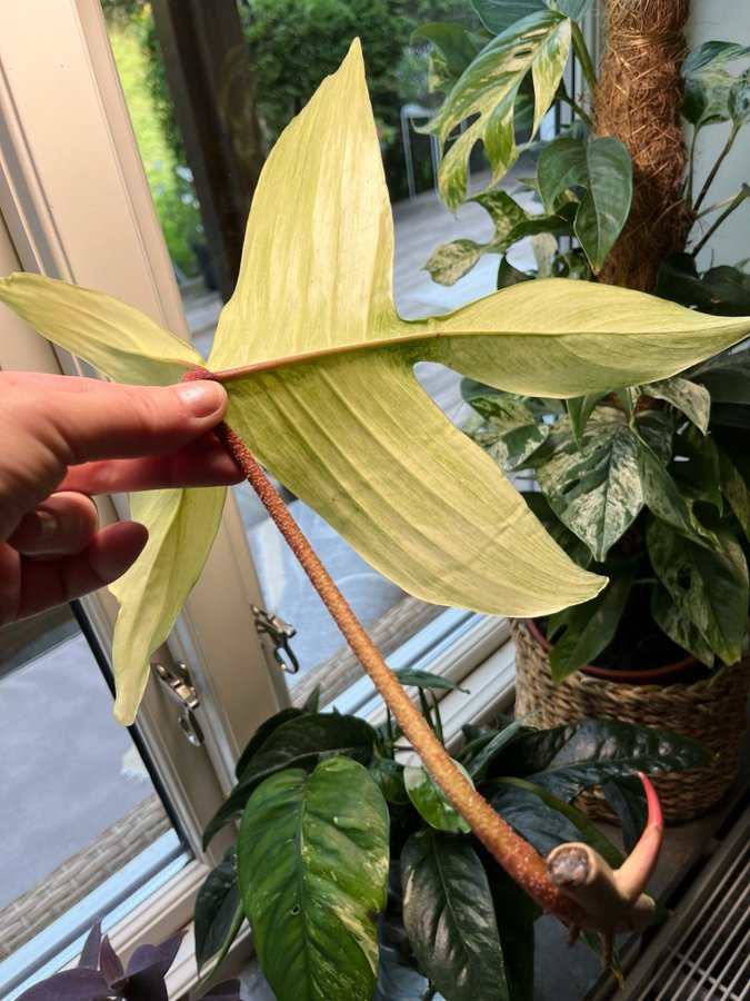 Philodendron Florida Beauty/Ghost