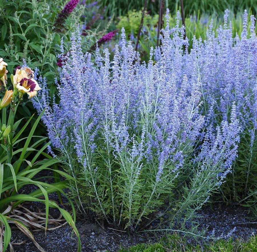 Perovskia atriplicifolia perenn 1 kraftig planta