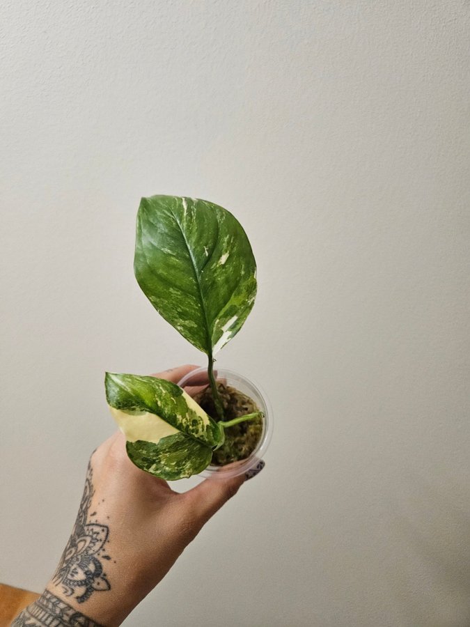 Monstera lechleriana variegata