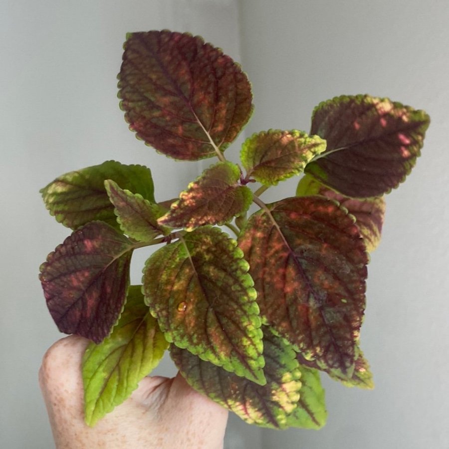 2 st rotade HAVANNA *palettblad*coleus*