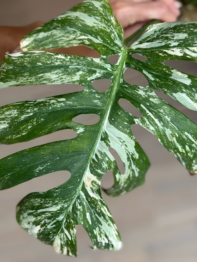 Monstera deliciosa Albo