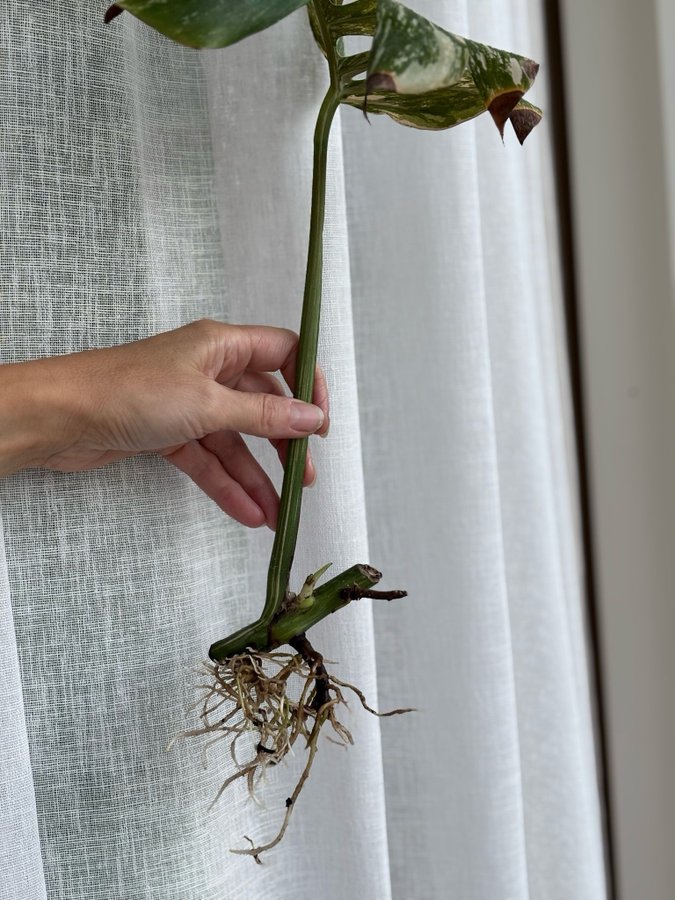 Monstera deliciosa Albo