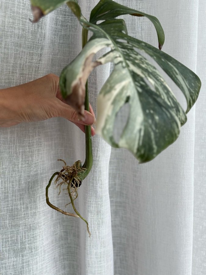 Monstera deliciosa Albo