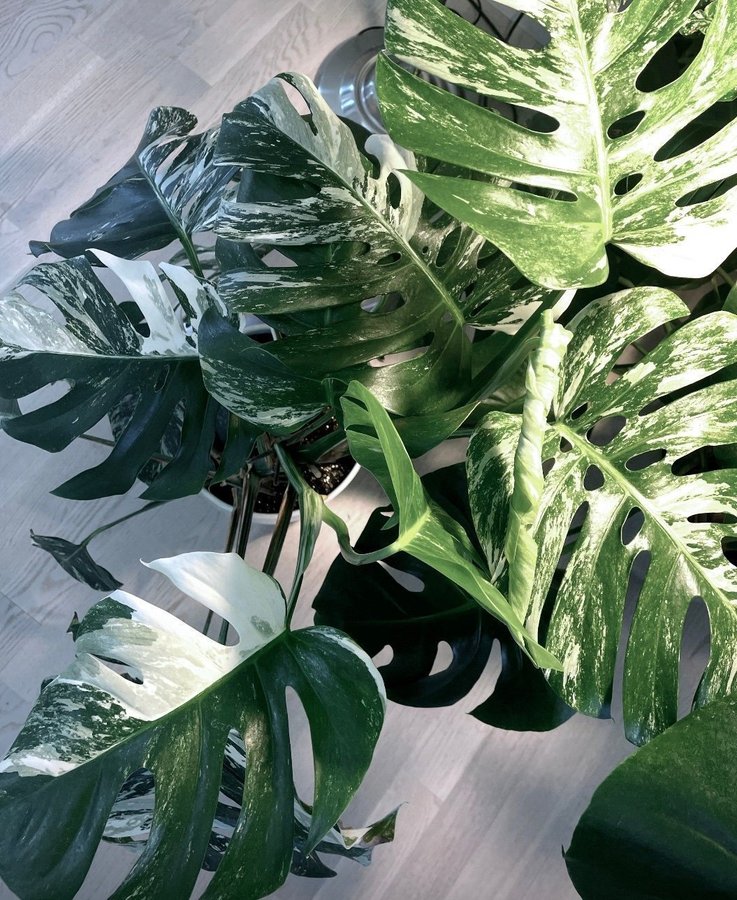 Monstera deliciosa Albo