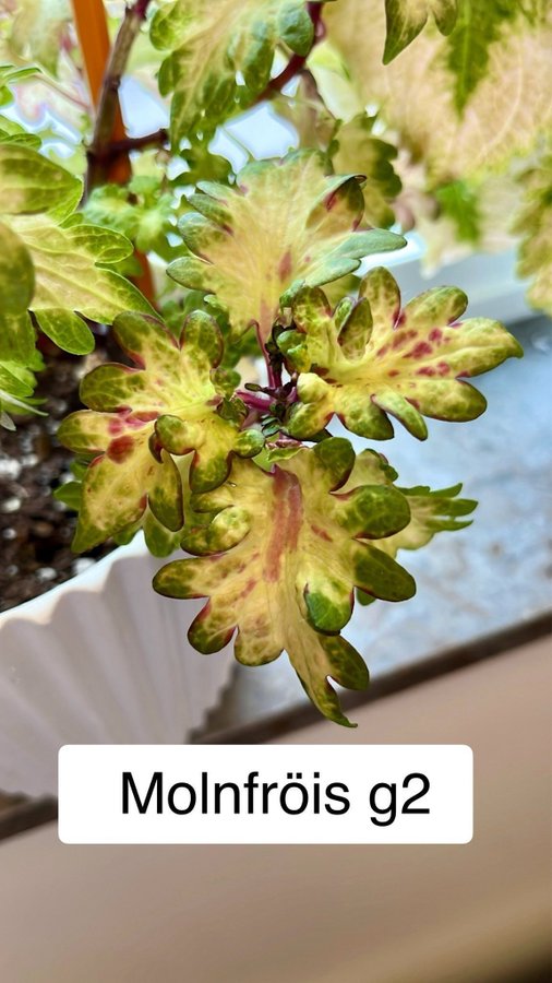 Palettblad coleus fröer, 50+ FRÖER