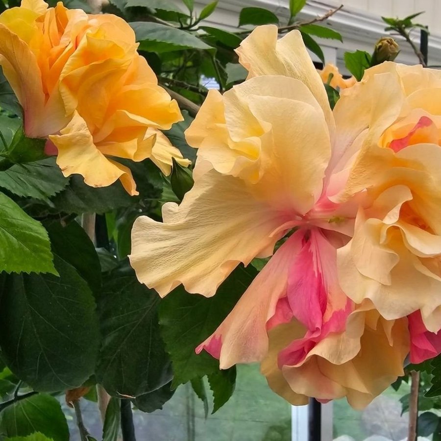 Hibiskus Mrs Andreasen