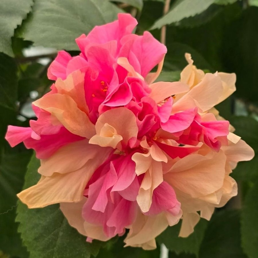 Hibiskus Mrs Andreasen