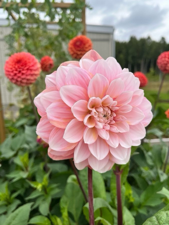 Dahlia Tropical dream - chicken leg