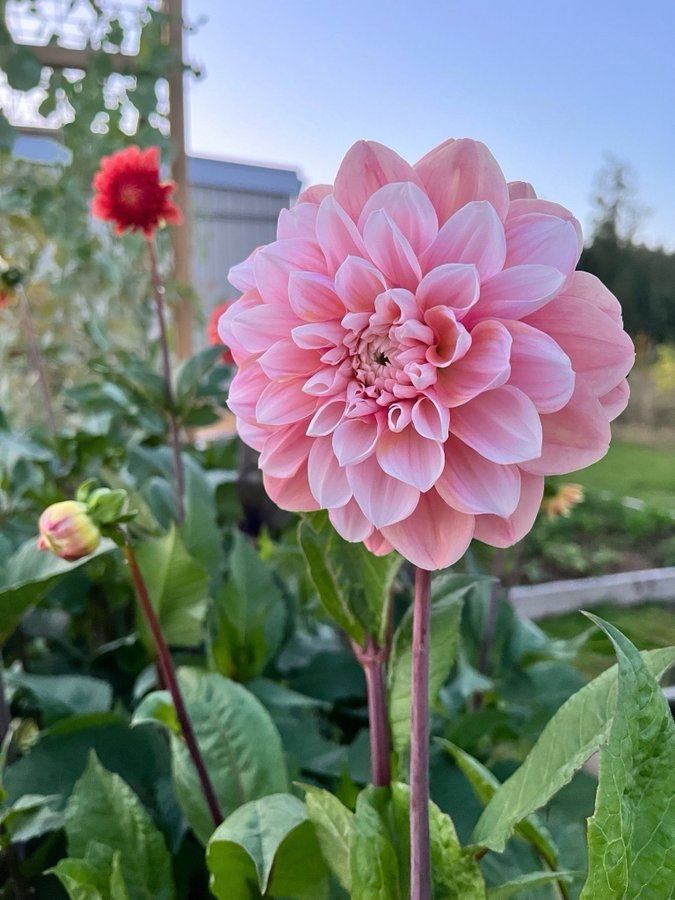 Dahlia Tropical dream - chicken leg