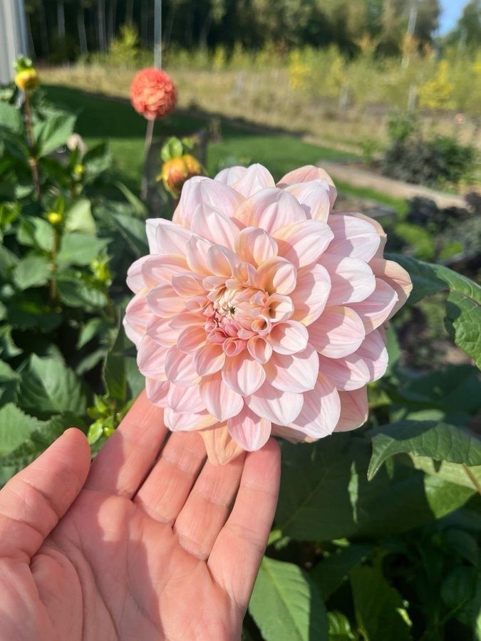 Dahlia Tropical dream - chicken leg