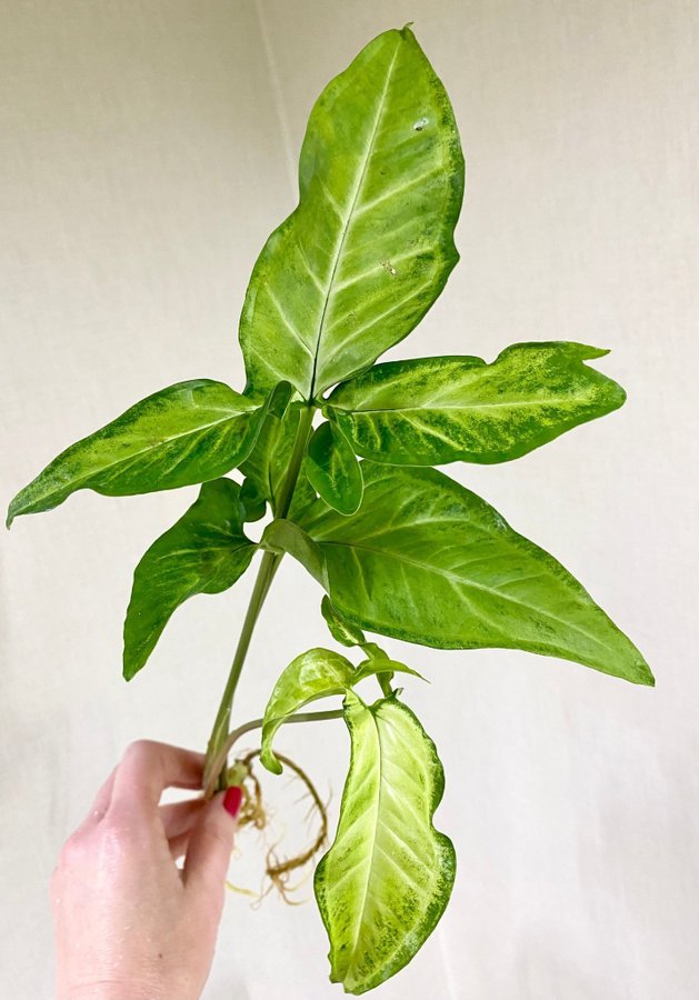 Syngonium Angustatum Variegata