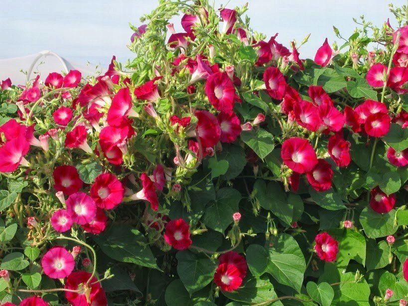 Purpurvinda Scarlet O´Hara, klängväxt, 2-4 m lång, blommar juli-sept, 12 frön