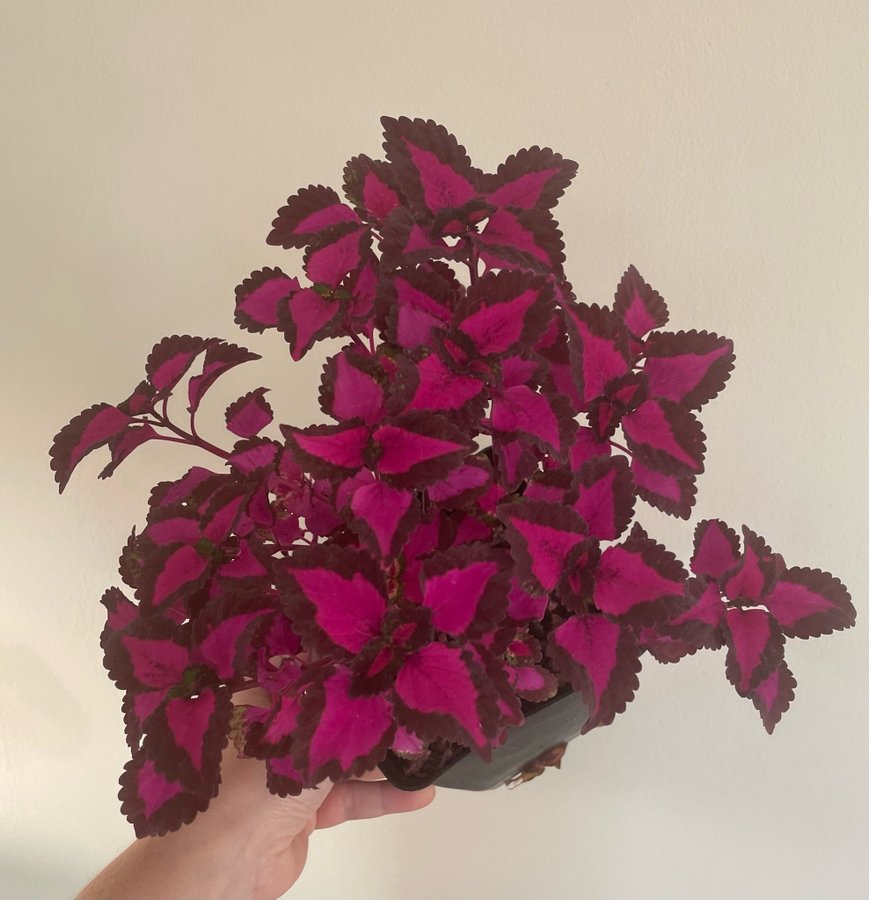 China Rose rotad stickling palettblad coleus