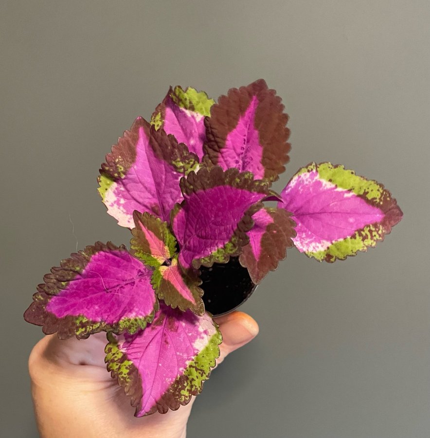 China Rose rotad stickling palettblad coleus