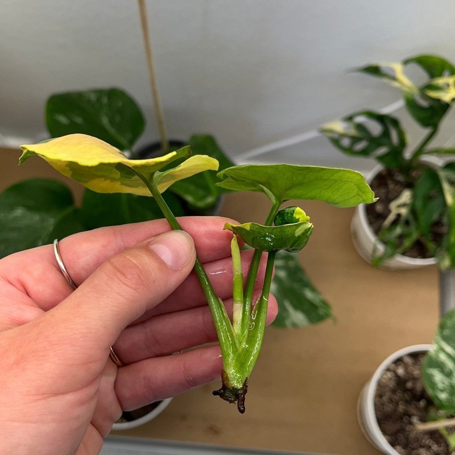 Syngonium ”Orm Thong” variegata toppstickling ( aroid )