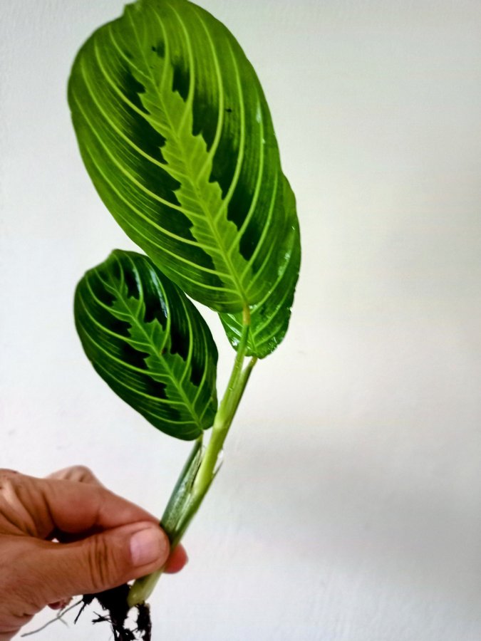 MARANTA " LEMON LIME" - planta