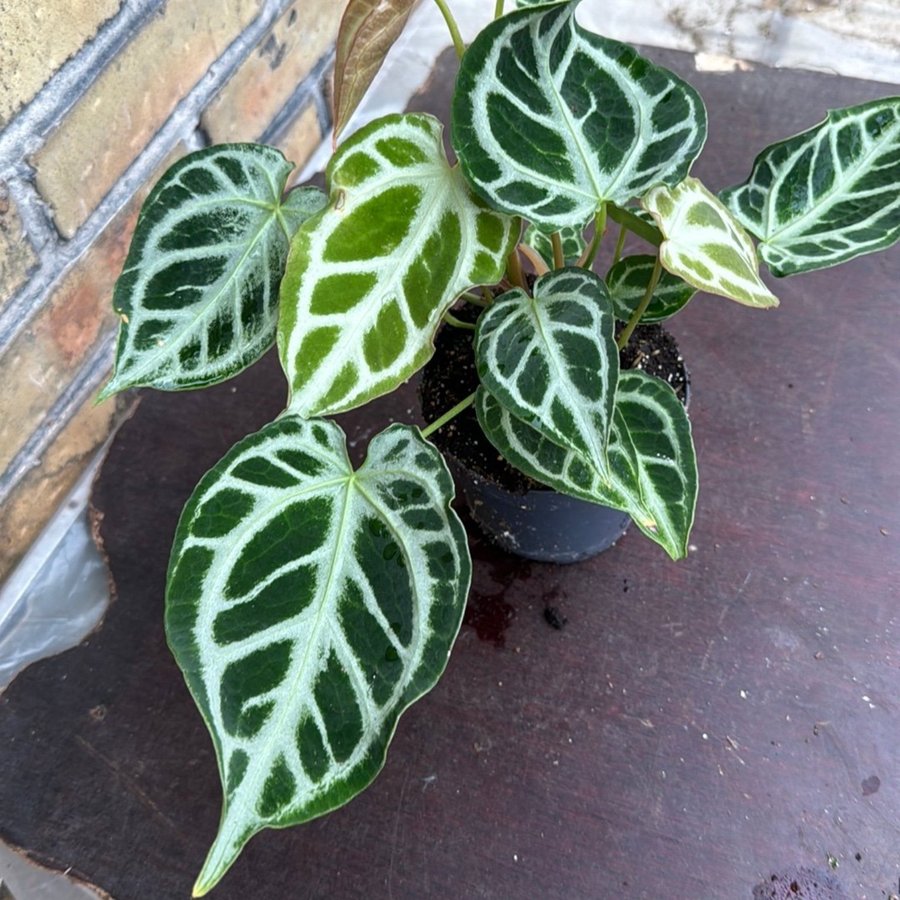 Anthurium Crystal hope 12 cm