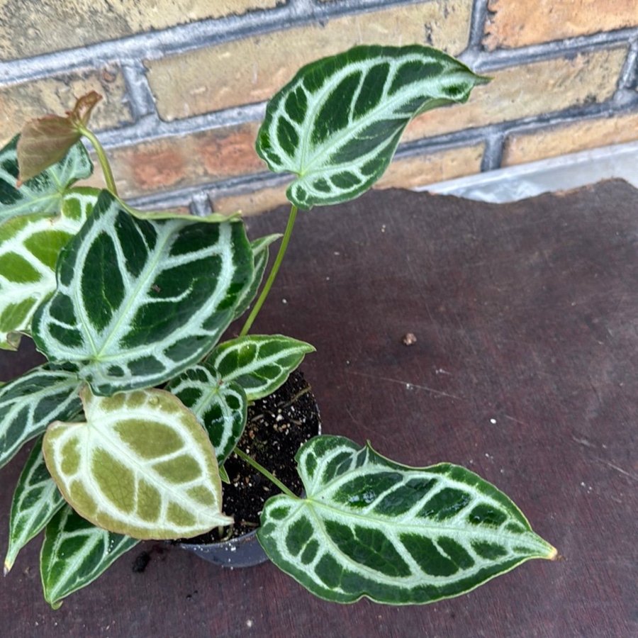 Anthurium Crystal hope 12 cm