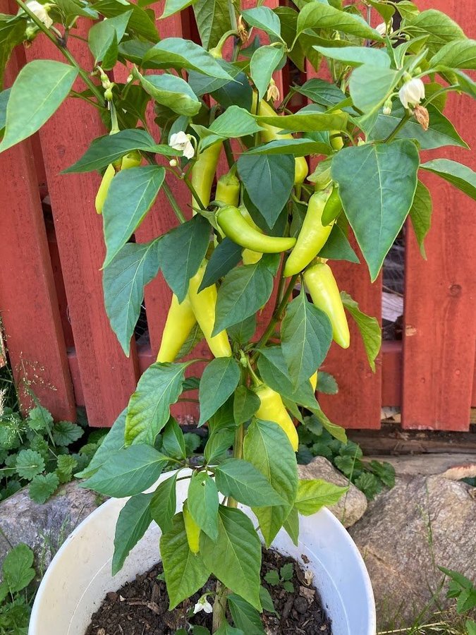 Sweet banana chili/paprika 15st fröer