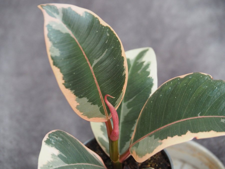 Ficus Elastica Tineke planta