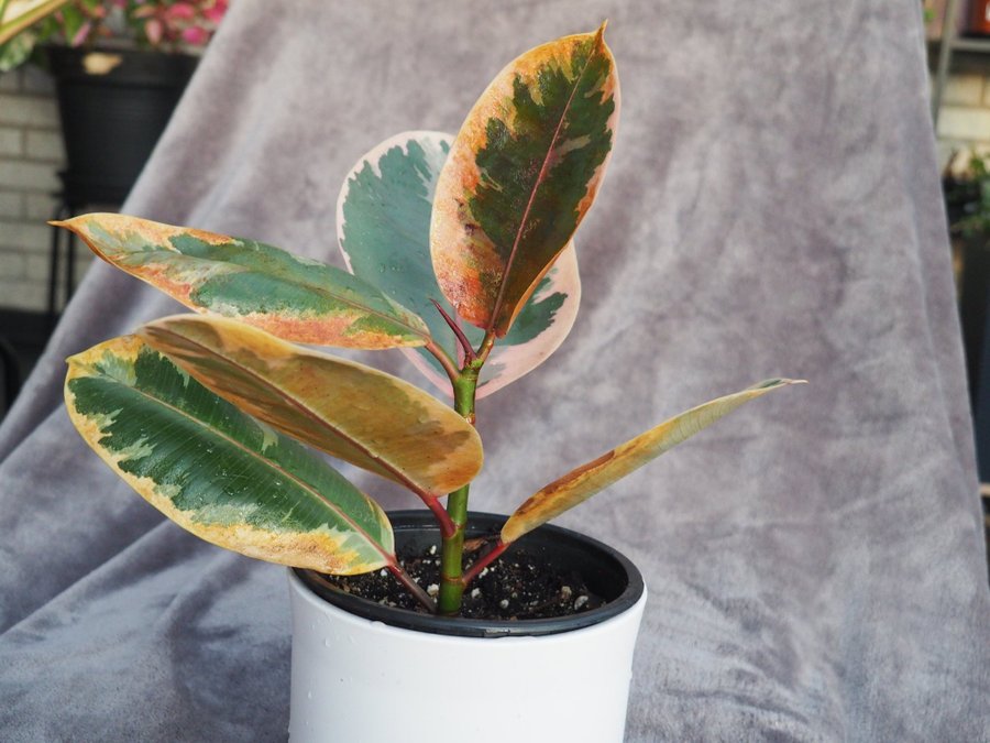 Ficus Elastica Tineke planta