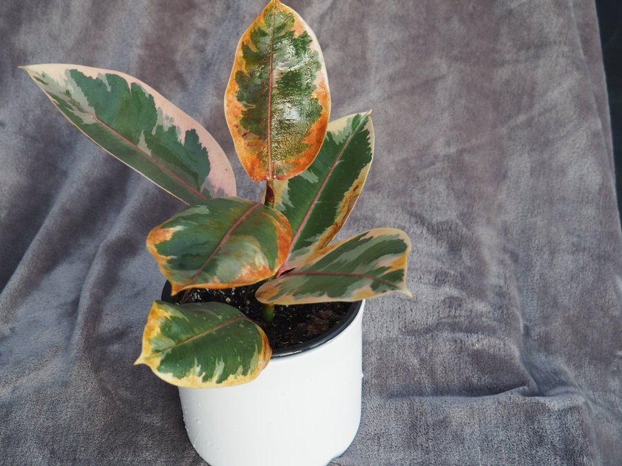 Ficus Elastica Tineke planta