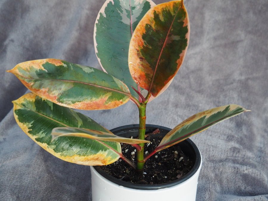 Ficus Elastica Tineke planta