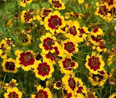 Tigeröga Coreopsis Bicolor, ettårig, h ca 40 cm, blom juni-frost, ca 200 frö