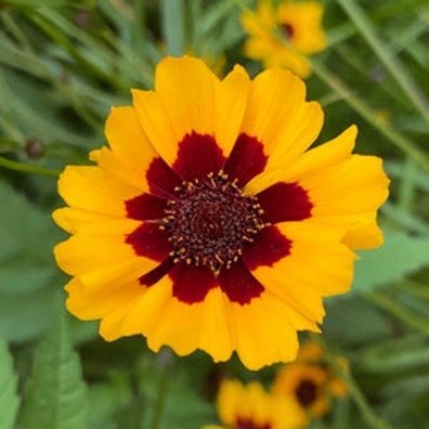 Tigeröga Coreopsis Bicolor, ettårig, h ca 40 cm, blom juni-frost, ca 200 frö