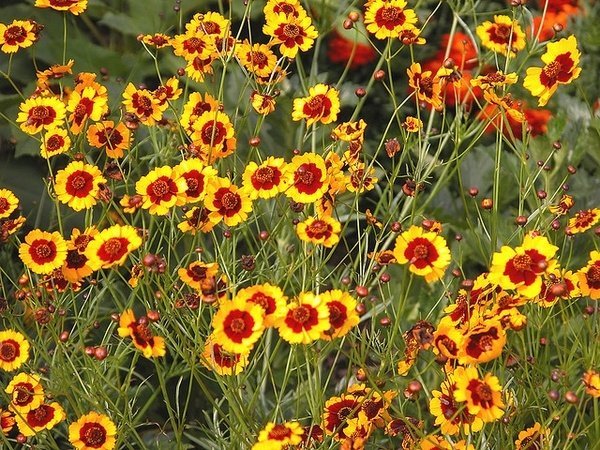 Tigeröga Coreopsis Bicolor, ettårig, h ca 40 cm, blom juni-frost, ca 200 frö