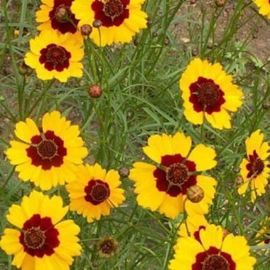 Tigeröga Coreopsis Bicolor, ettårig, h ca 40 cm, blom juni-frost, ca 200 frö