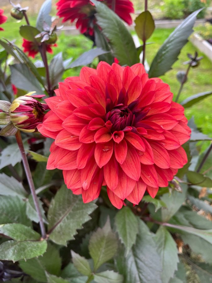 Dahlia Danique - knöl