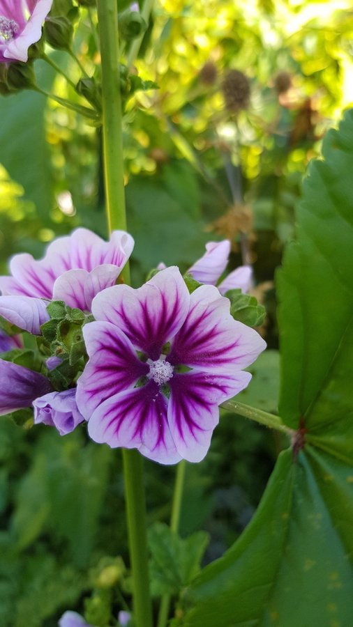 Rödmalva Malva Zebrina Fröer Bi/Fjärilsväxt