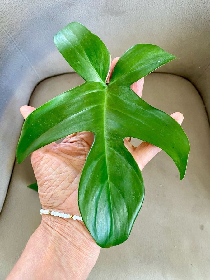 Philodendron Florida Ghost