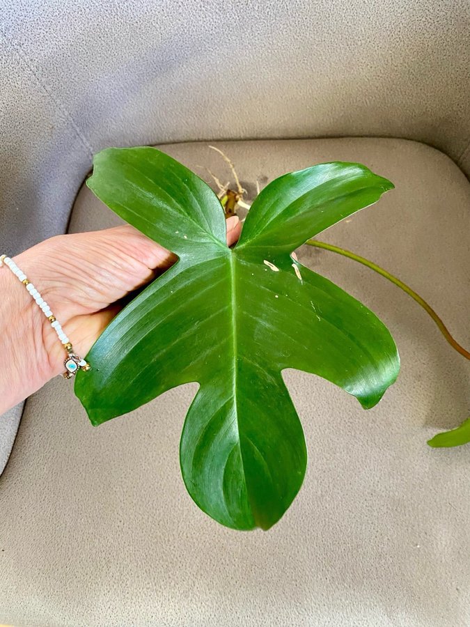 Philodendron Florida Ghost