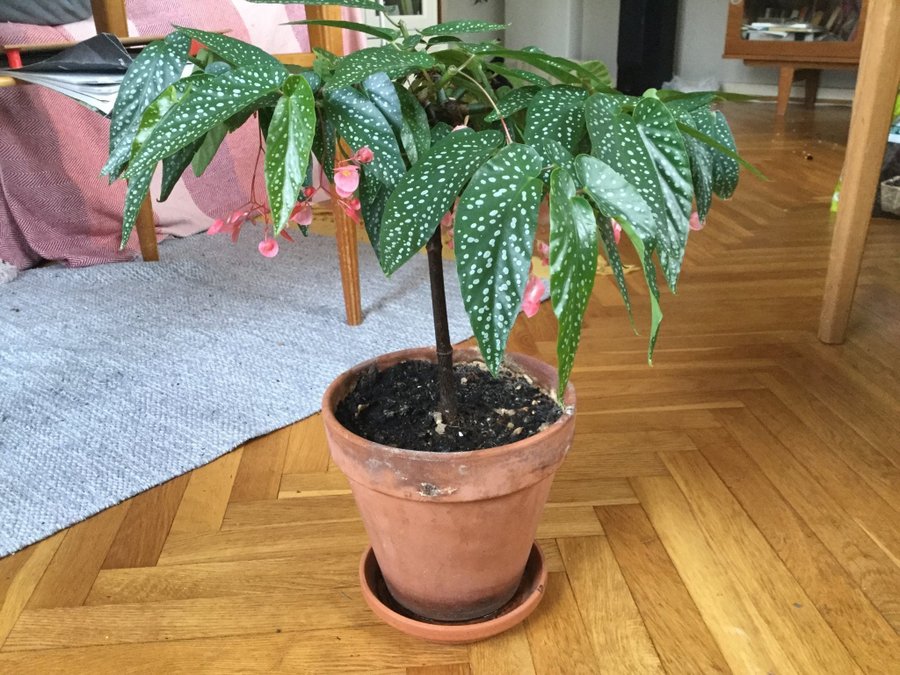 Änglavinge/forellbegonia på stam, fint skott, Begonia albo-picta rosea