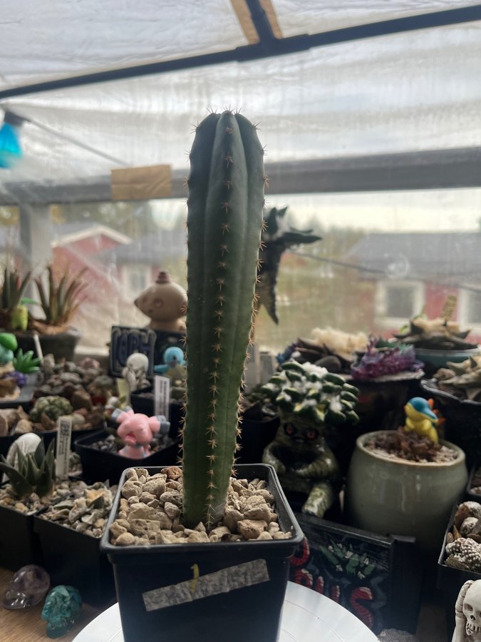 Trichocereus. Pachanoi/ san pedro