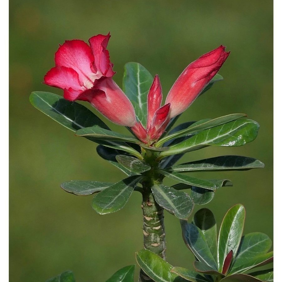 Ökenros - Adenium arabicum