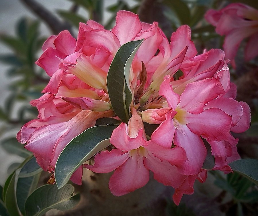 Ökenros - Adenium arabicum