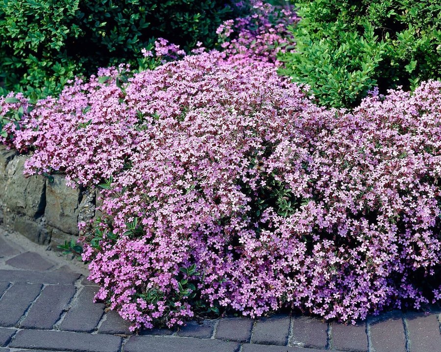 Liten såpnejlika Saponaria ocymoides Planta